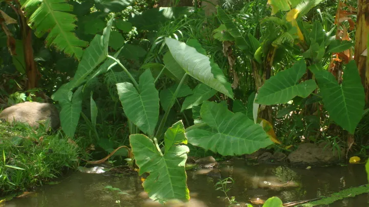 Large broadleaf tropical plants and banana-like foliage growing along a garden pathway in soft natural light