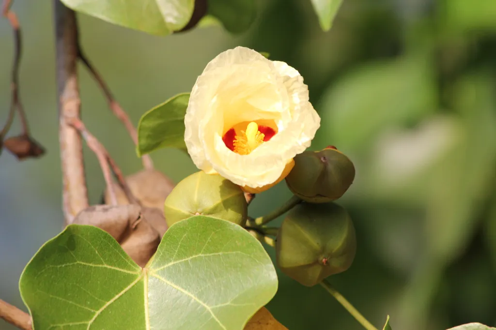 A pale yellow flower with a red and orange center surrounded by green leaves and seed pods in soft natural light
